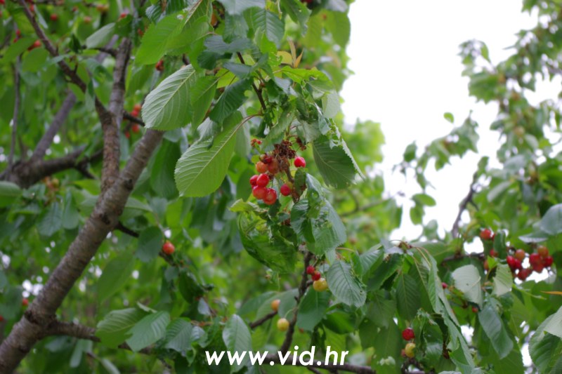Burnum (35)